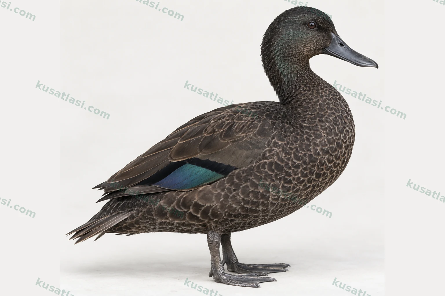 African Black Duck