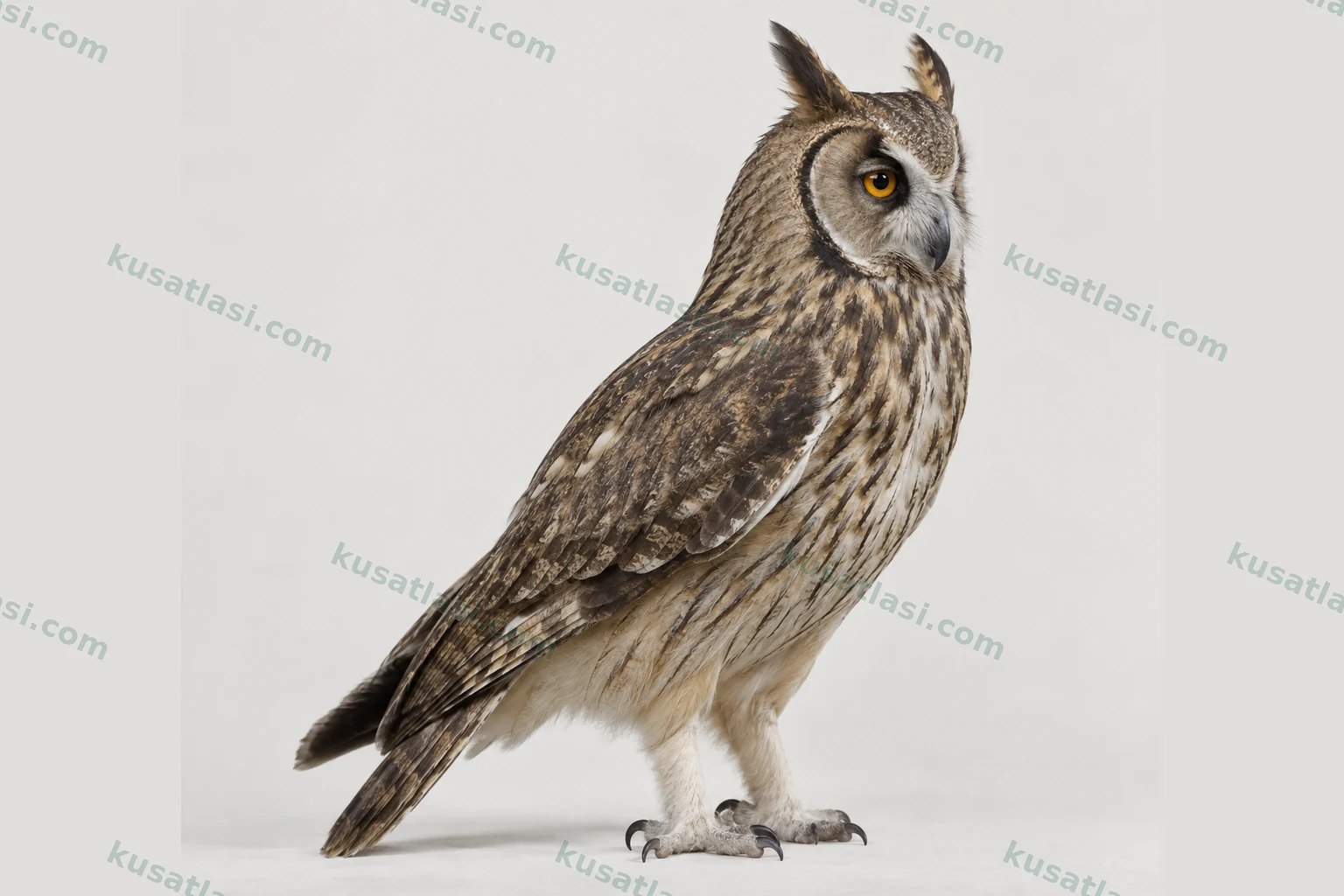 Abyssinian Owl