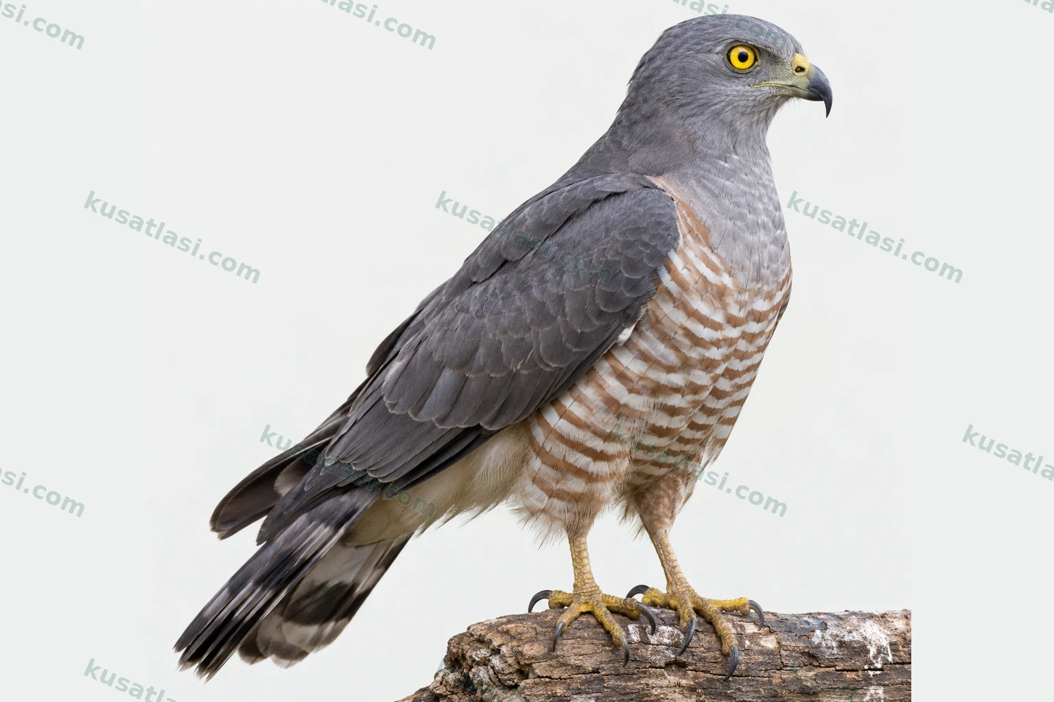 African Cuckoo-Hawk