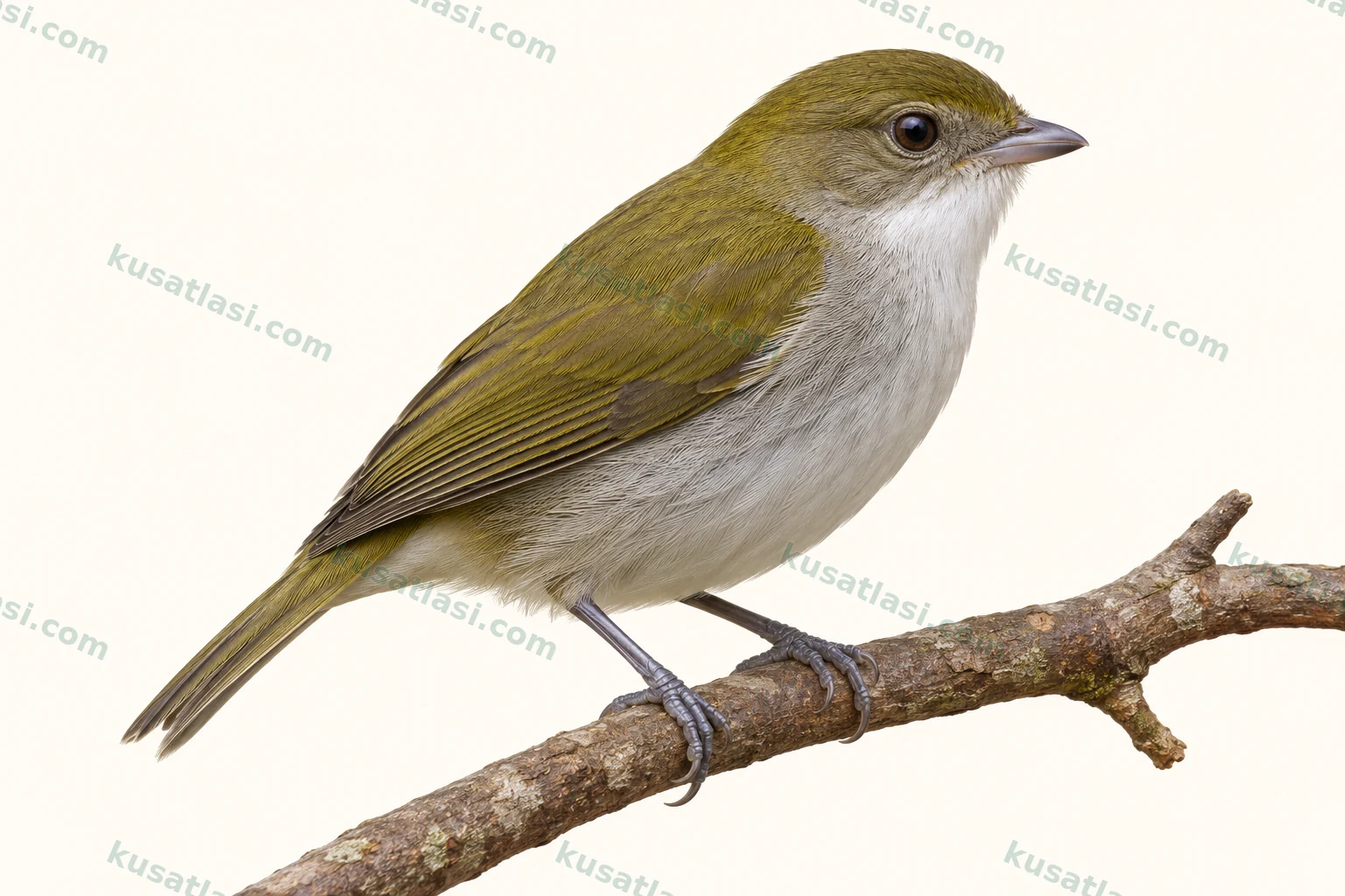 Ak Gerdanlı Manakin — yetişkin dişi tüneme