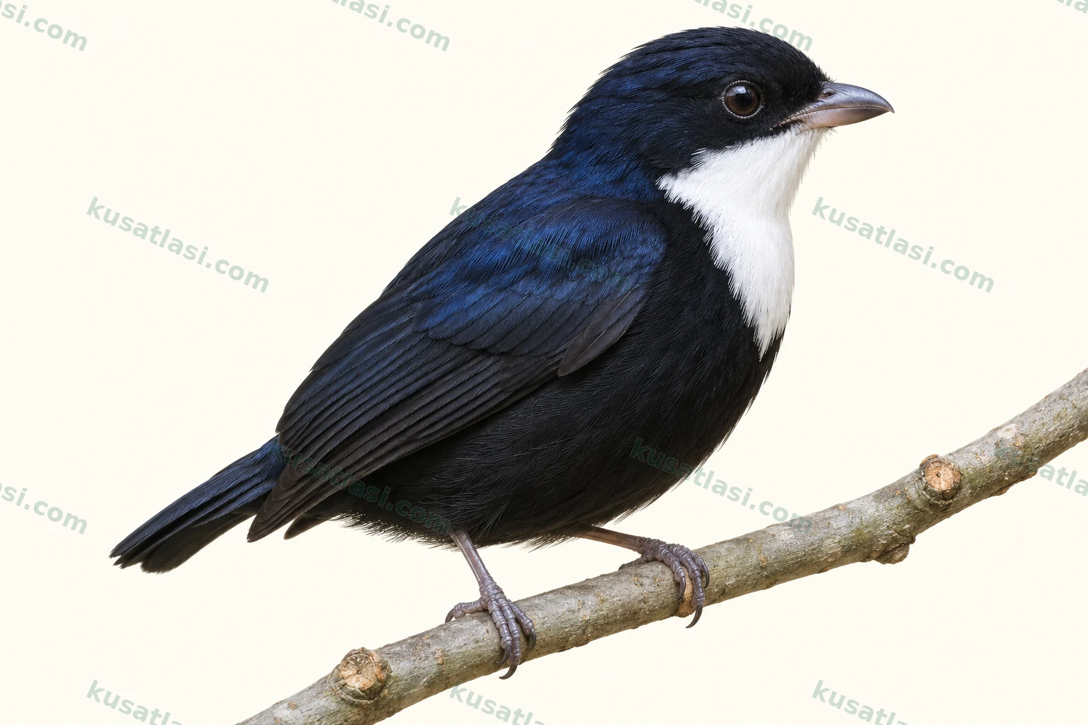 Ak Gerdanlı Manakin