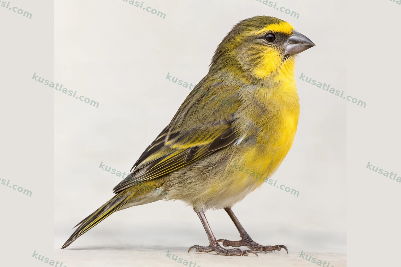 African Citril
