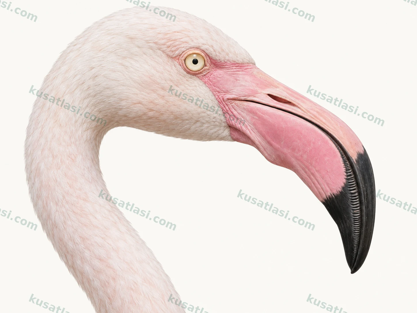 Flamingo — Kafa morfolojisi