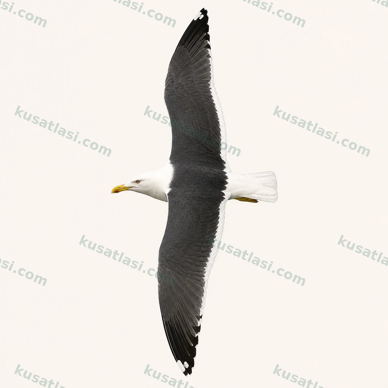 Kara Sırtlı Martı kanat üstü uçuş levhası