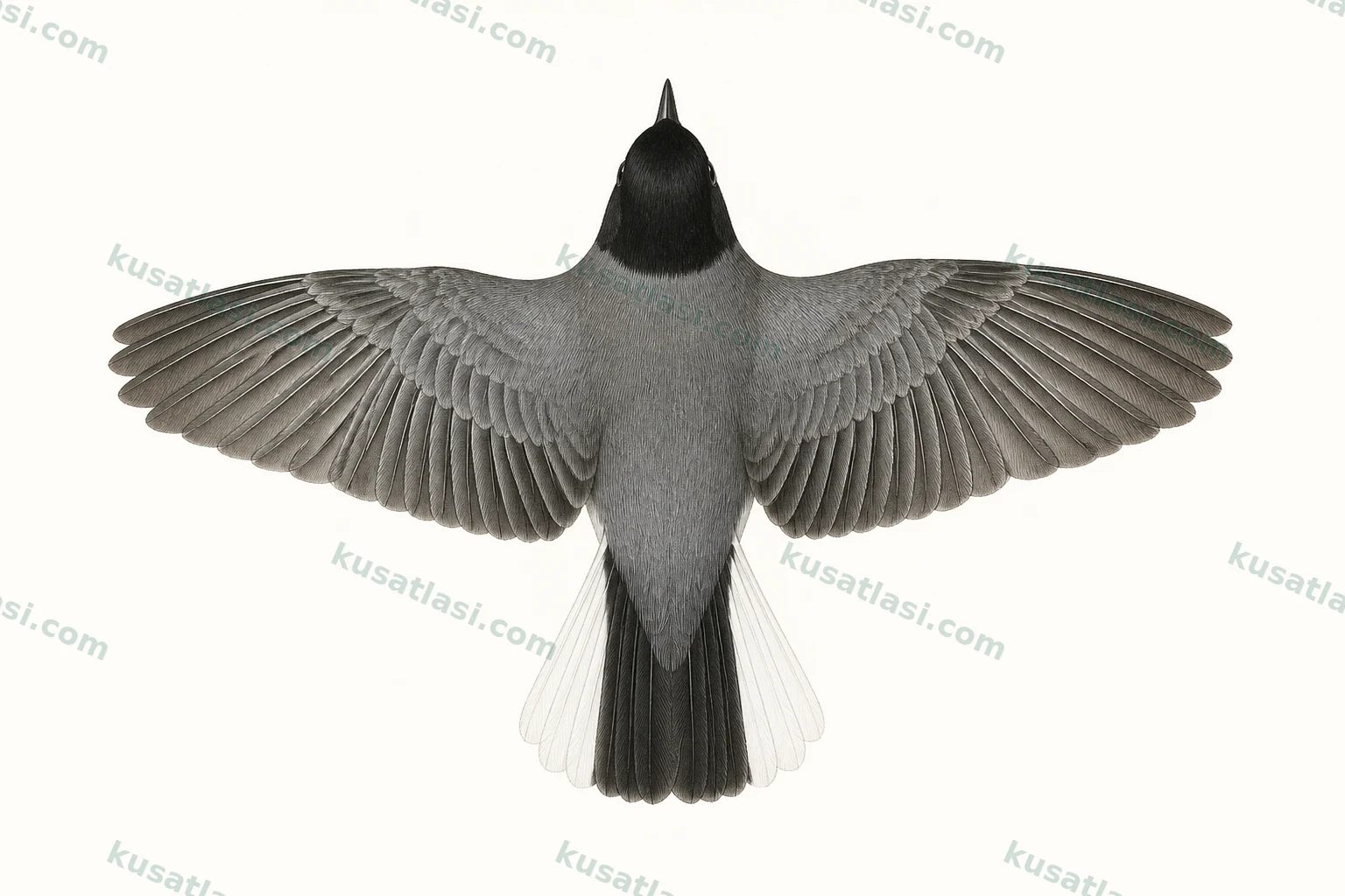 Kıbrıs Ötleğeni — Kanat üstü uçuş