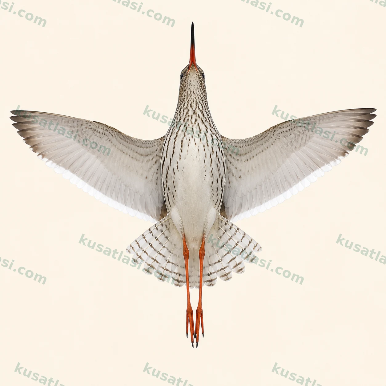 Kızılbacak — Kanat altı uçuş