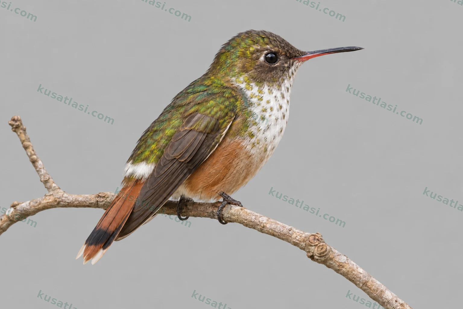 White-crested Coquette — Adult Female