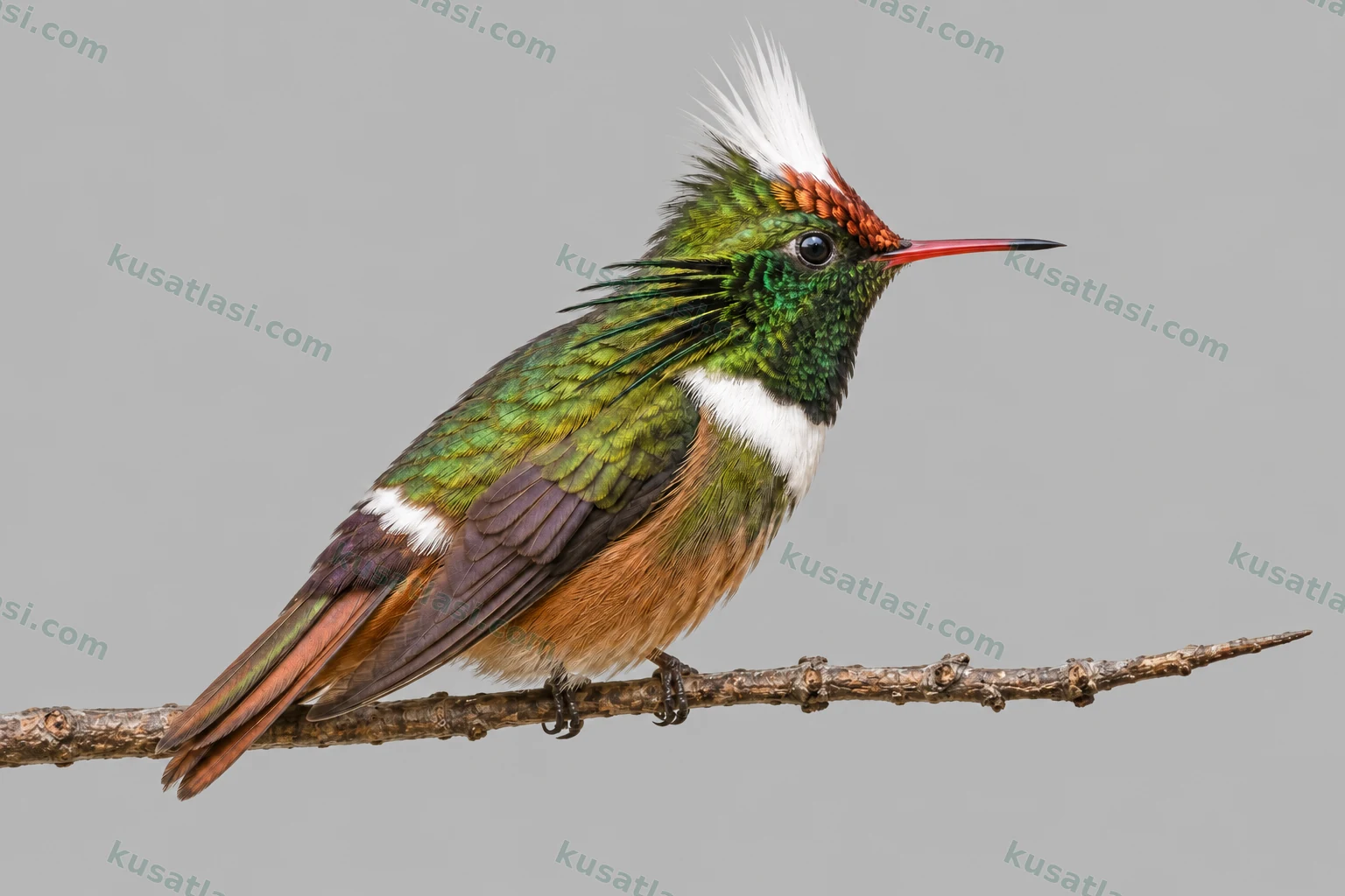 White-crested Coquette — Male Perched