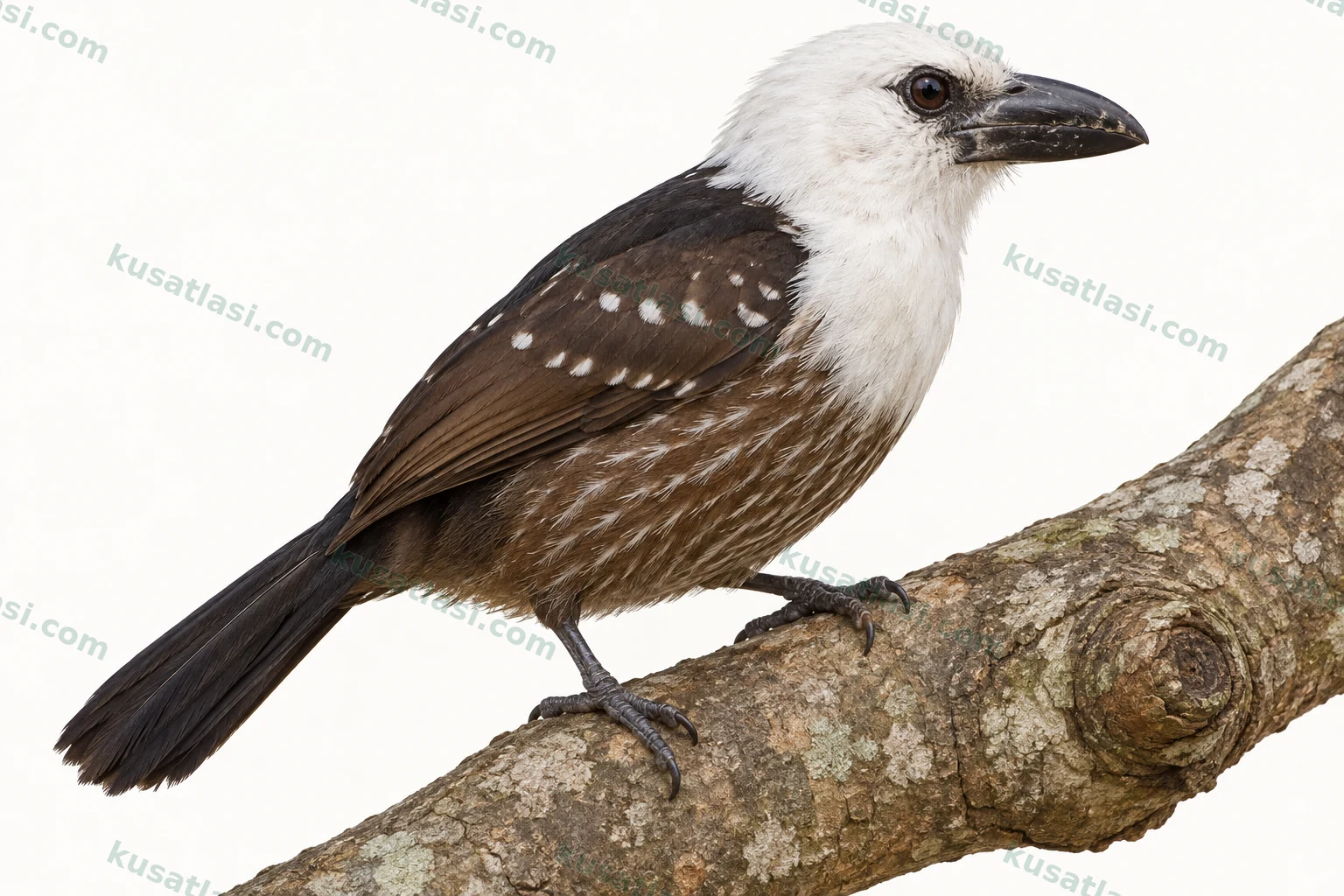 Ak Başlı Barbet — yetişkin dişi tüneme