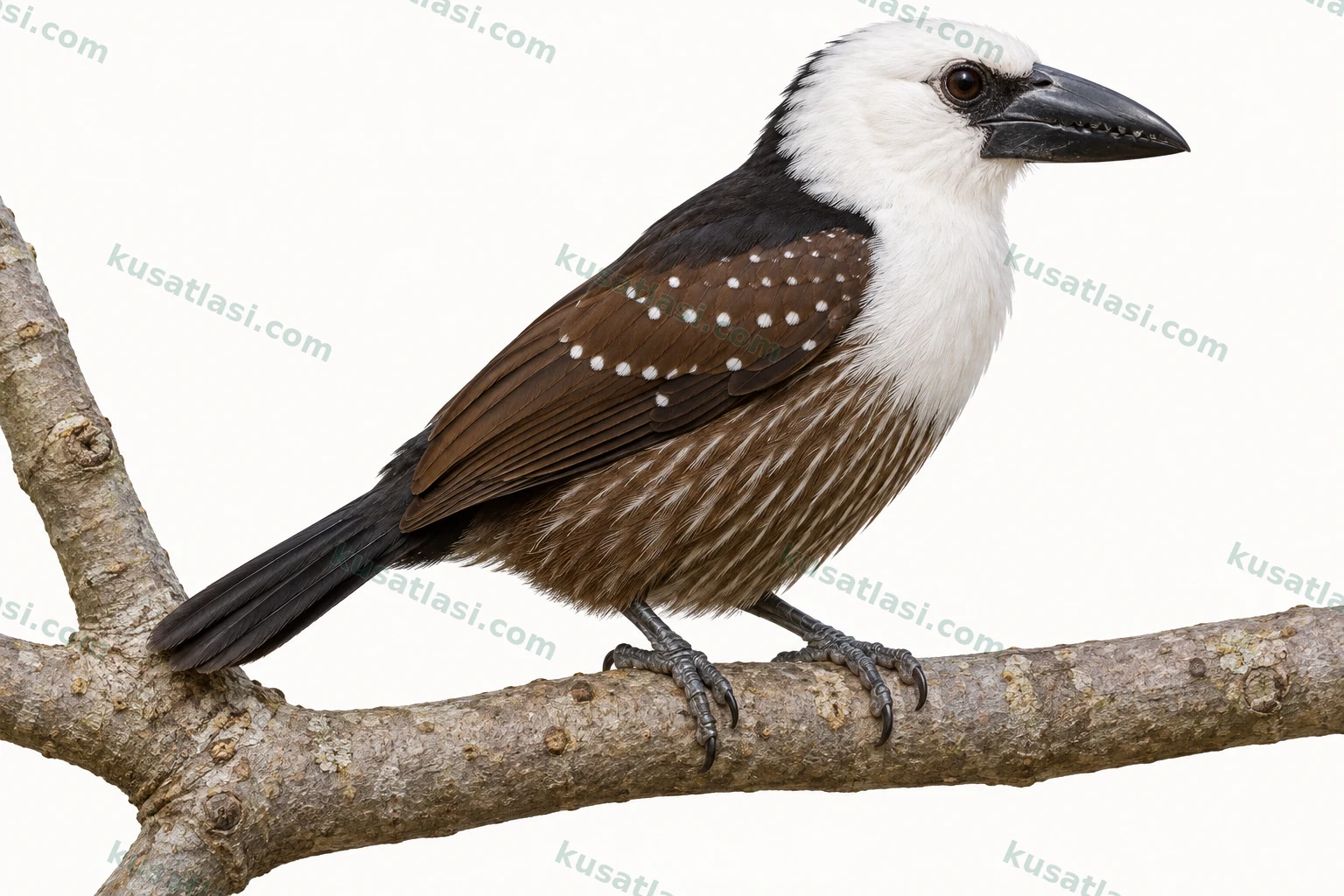 Ak Başlı Barbet — yetişkin erkek tüneme