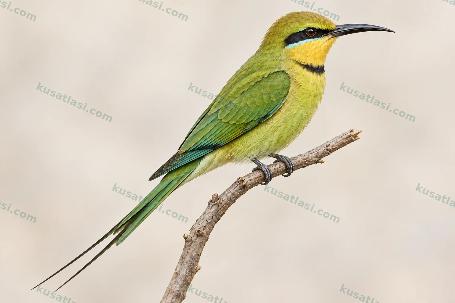 African Green Bee-eater — yetişkin dişi tüneme