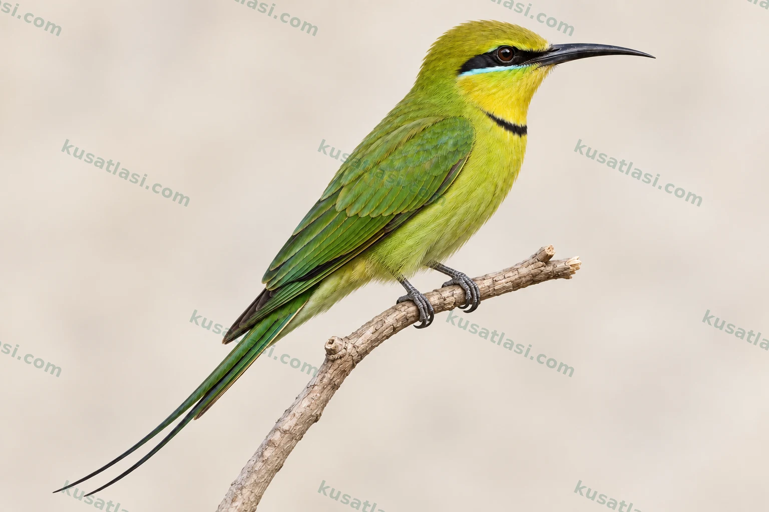 African Green Bee-eater
