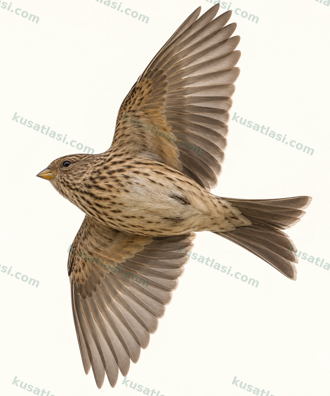 Sarı Gagalı Ketenkuşu — Kanat altı uçuş