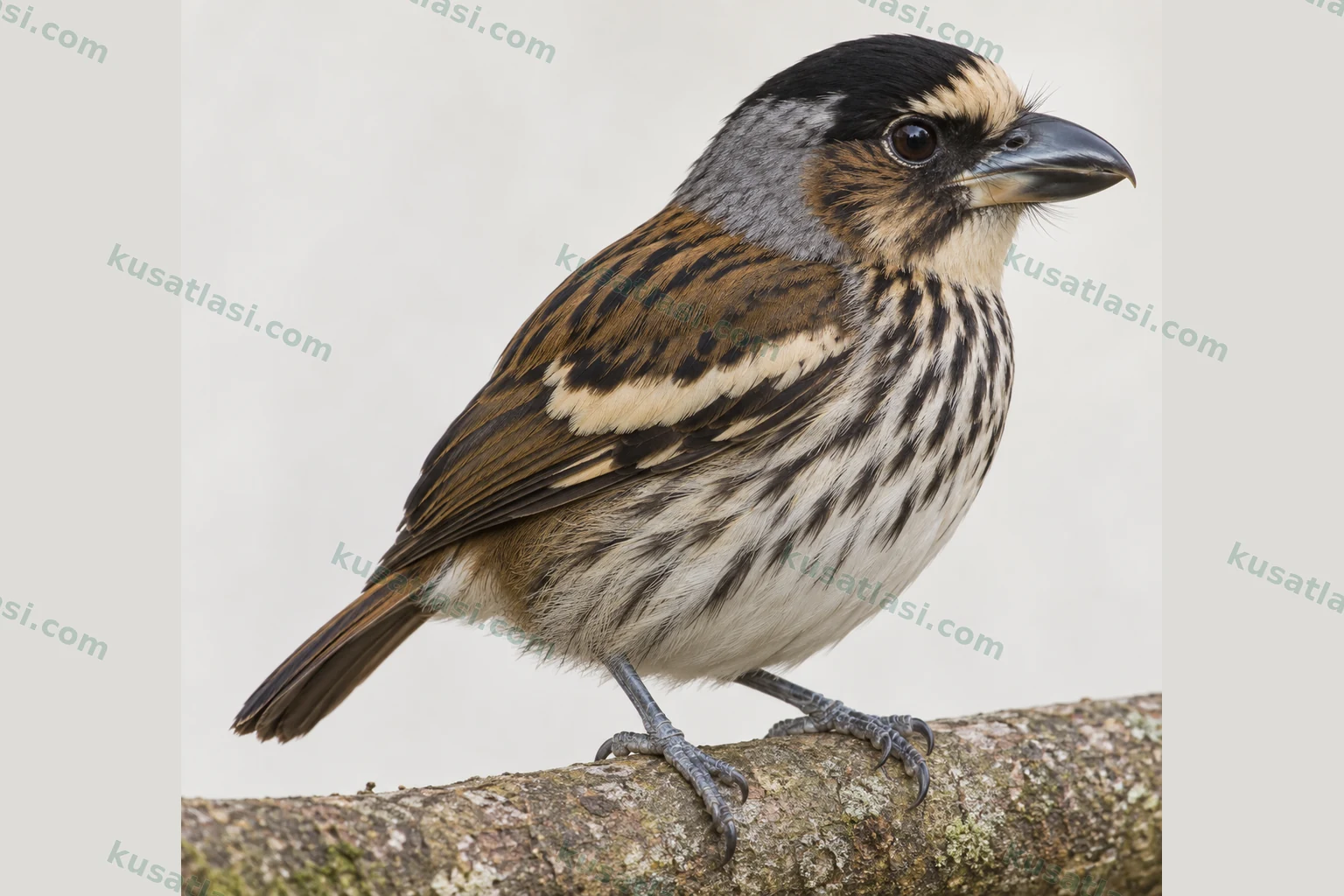 African Broadbill