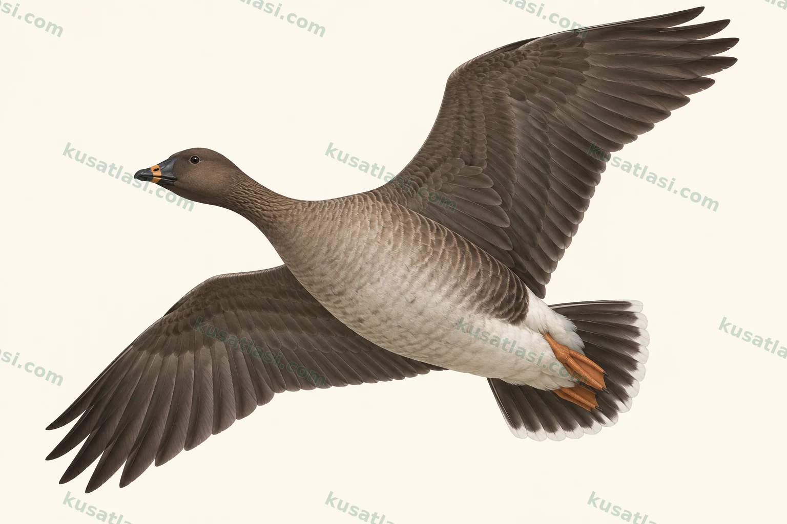 Tundra Kazı — Kanat altı uçuş