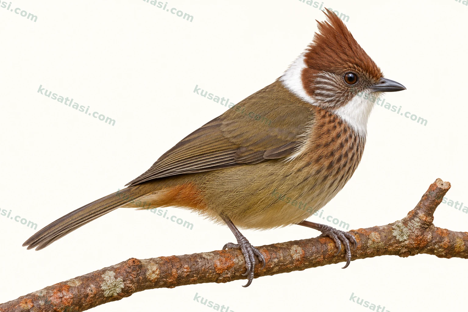 Ak Enseli Yuhina